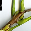 SpeciesSub: var. macrostachya